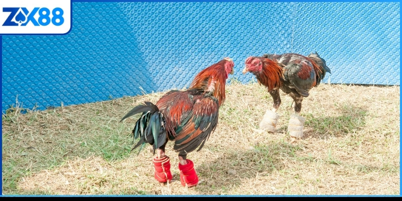 Thủ thuật đá gà Philippines và các giống chiến kê